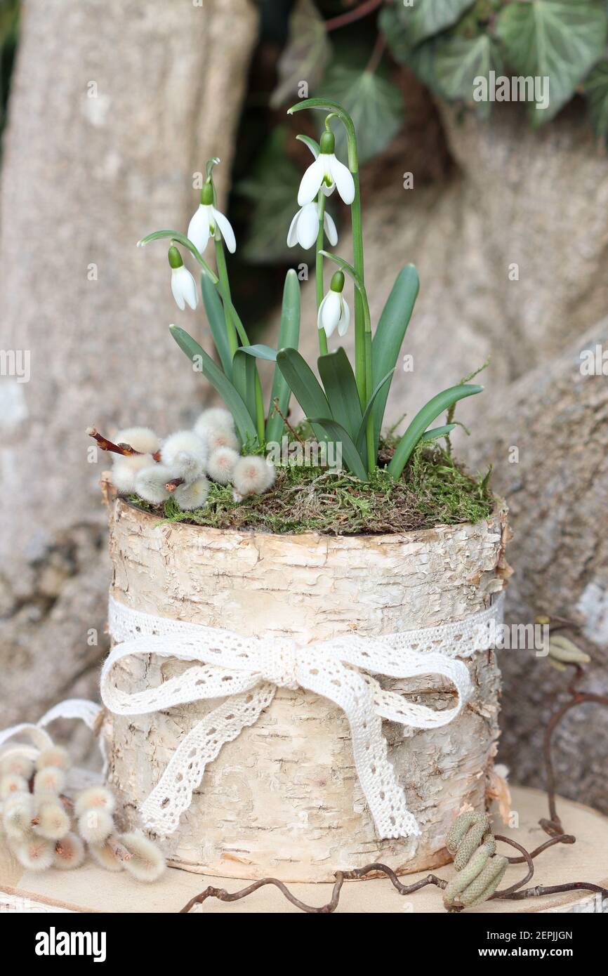 Schneeglöckchen in Birkenrindentopf als Frühlingsgartendekoration Stockfoto