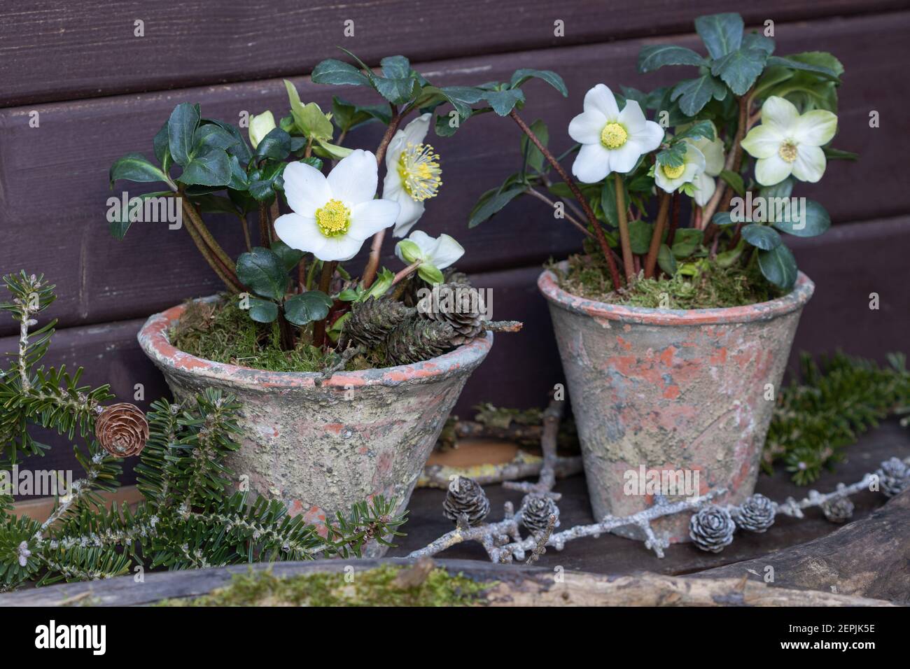 helleborus niger in Terracotta Topf als Wintergartendekoration Stockfoto
