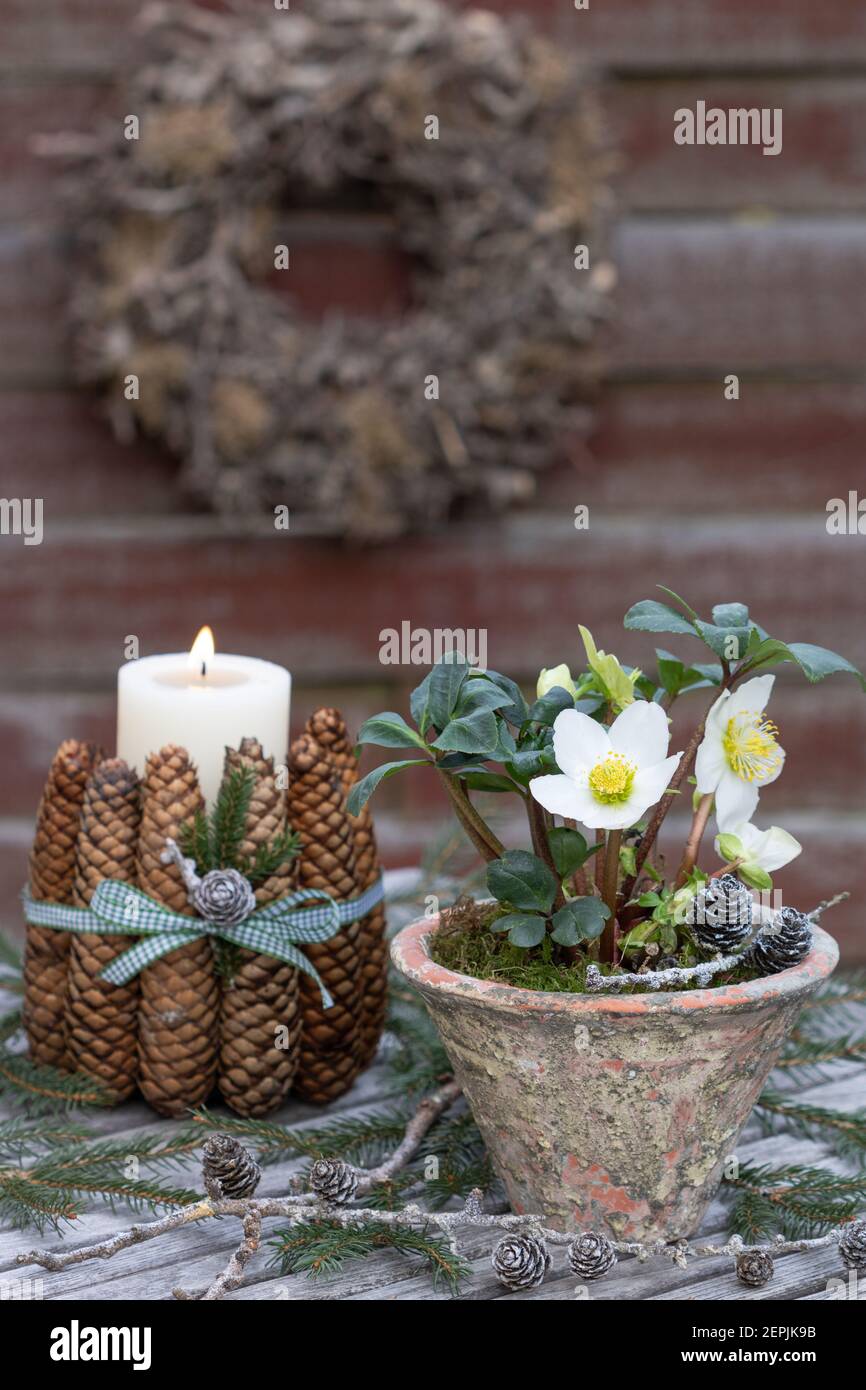helleborus niger in Terracotta Topf als Wintergartendekoration Stockfoto