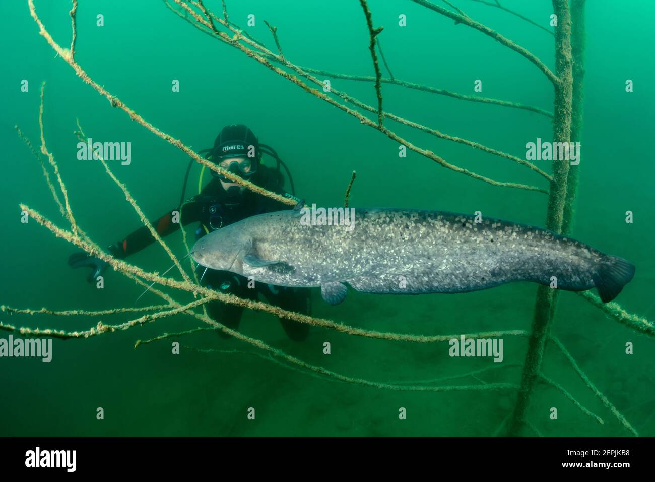 Silurus glanis, Wels Welse und Taucher, St. Kanzian am Klopeiner See, Klopein See, Österreich Stockfoto