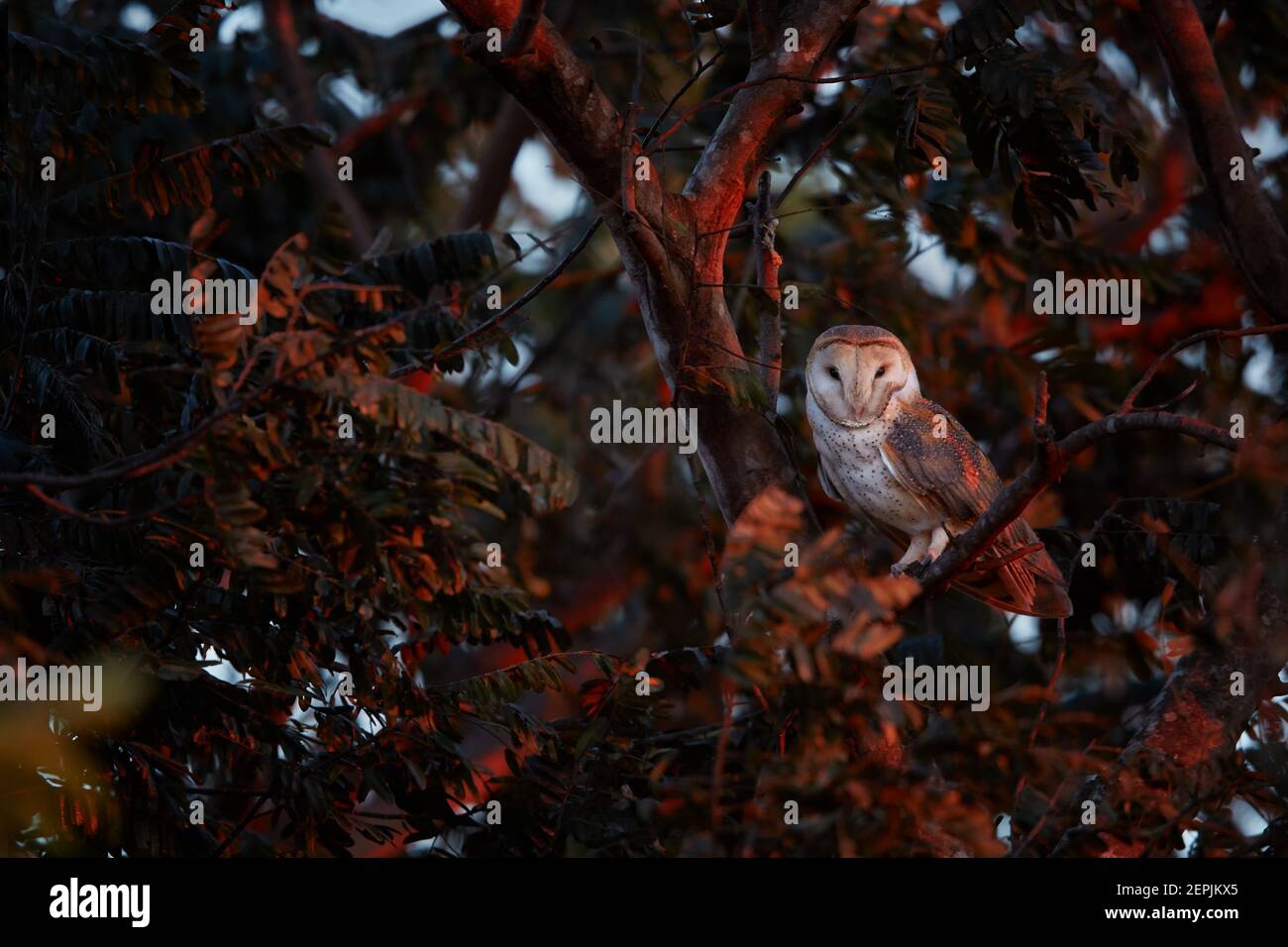 Schöne Scheune Owl, Tyto alba in den letzten, roten Strahlen der Sonne. Eine wilde Eule starrt direkt auf die Kamera, die vom roten Sonnenuntergang beleuchtet wird. Stockfoto