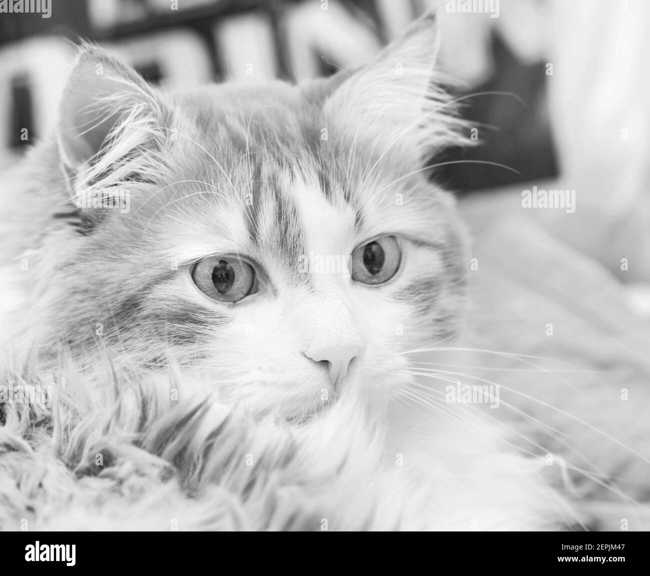 Echtes Porträt von Erwachsenen erstaunlich brütende Katze in schwarz und Weiß Stockfoto