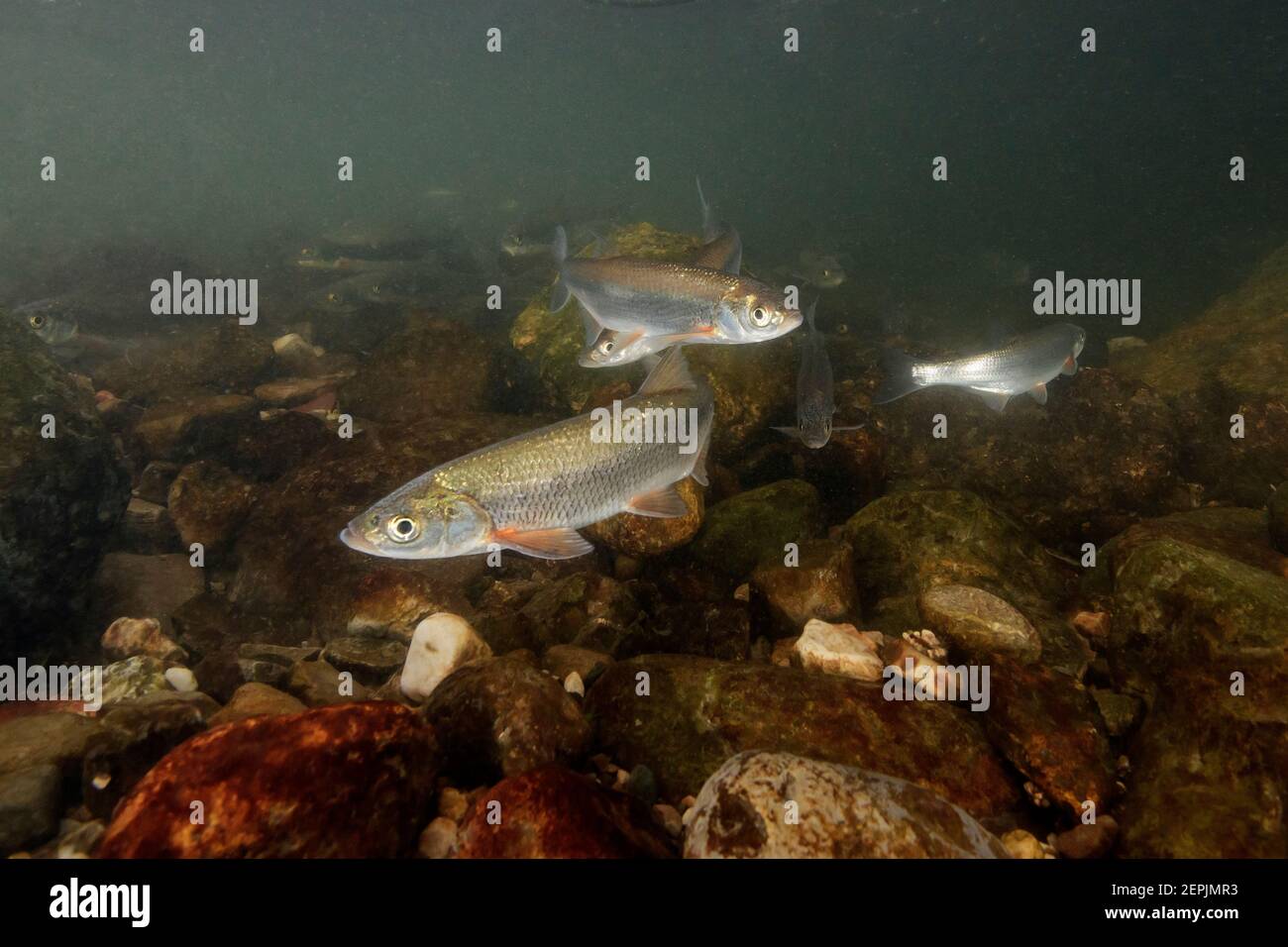 Alburnus chalcoides mento, Donau trostlos oder Kaspische Shemay, Zeller Ache, Zeller Fluss, Mondsee, Österreich Stockfoto