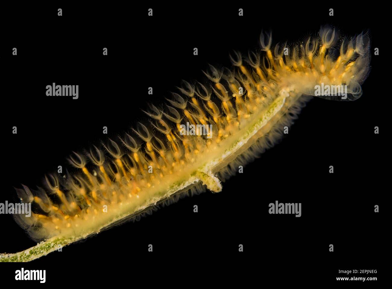 Cristatella mucedo, Kolonie von Moostieren, Attersee, Österreich Stockfoto