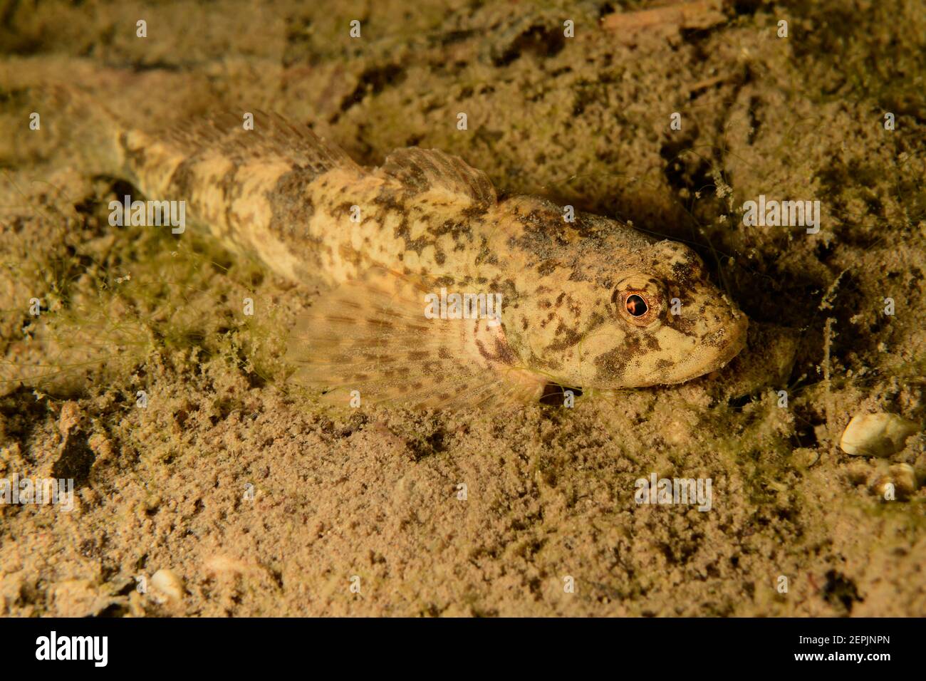 Cottus gobio, Europäischer Bullhead, Taugl, Kuchl, Österreich Stockfoto