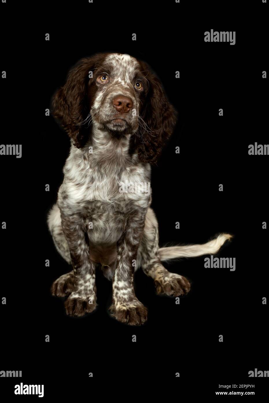 Cocker Spaniel Welpe auf schwarzem Hintergrund Stockfoto