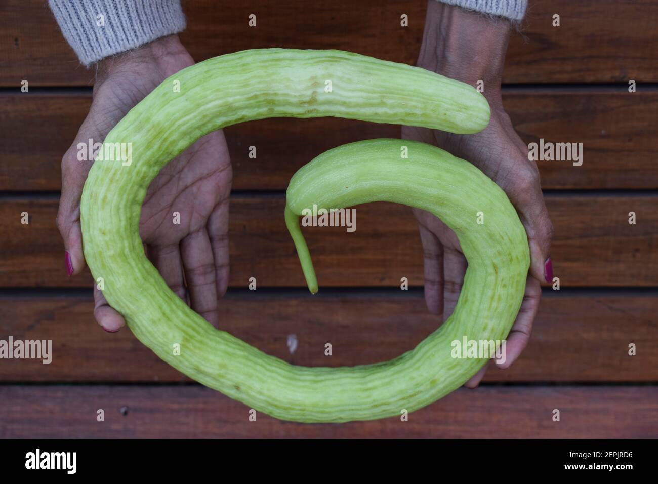 Yard-long Schlange Gurken Haufen, sehr lange dünne kurvige hellgrüne Gurke Bündel auf weißem Hintergrund. Stockfoto