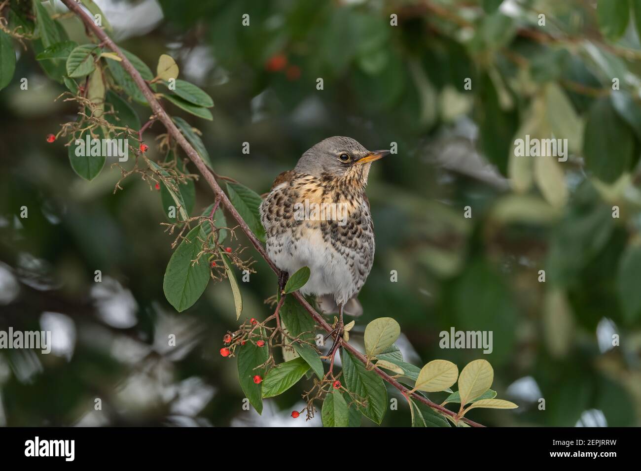 Feldfare sitzt in einem Baum, der Beeren isst, im Winter in Schottland aus der Nähe Stockfoto