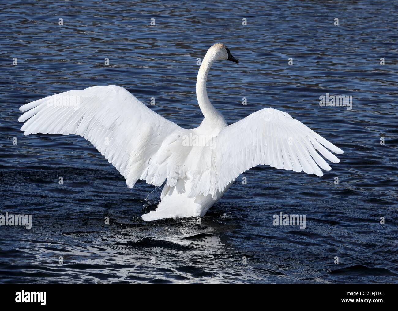 Ein Trompeter Schwan zeigt seine volle Flügelspannweite von hinten, wie er seine Flügel auf dem Wasser schlägt. Stockfoto