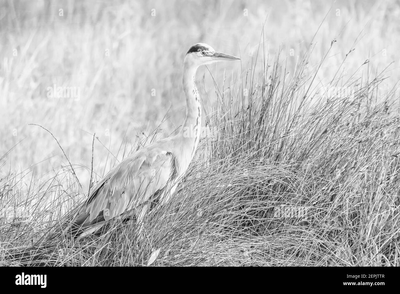Ein Graureiher wacht vom Reedbed aus auf die Fische im See. Stockfoto