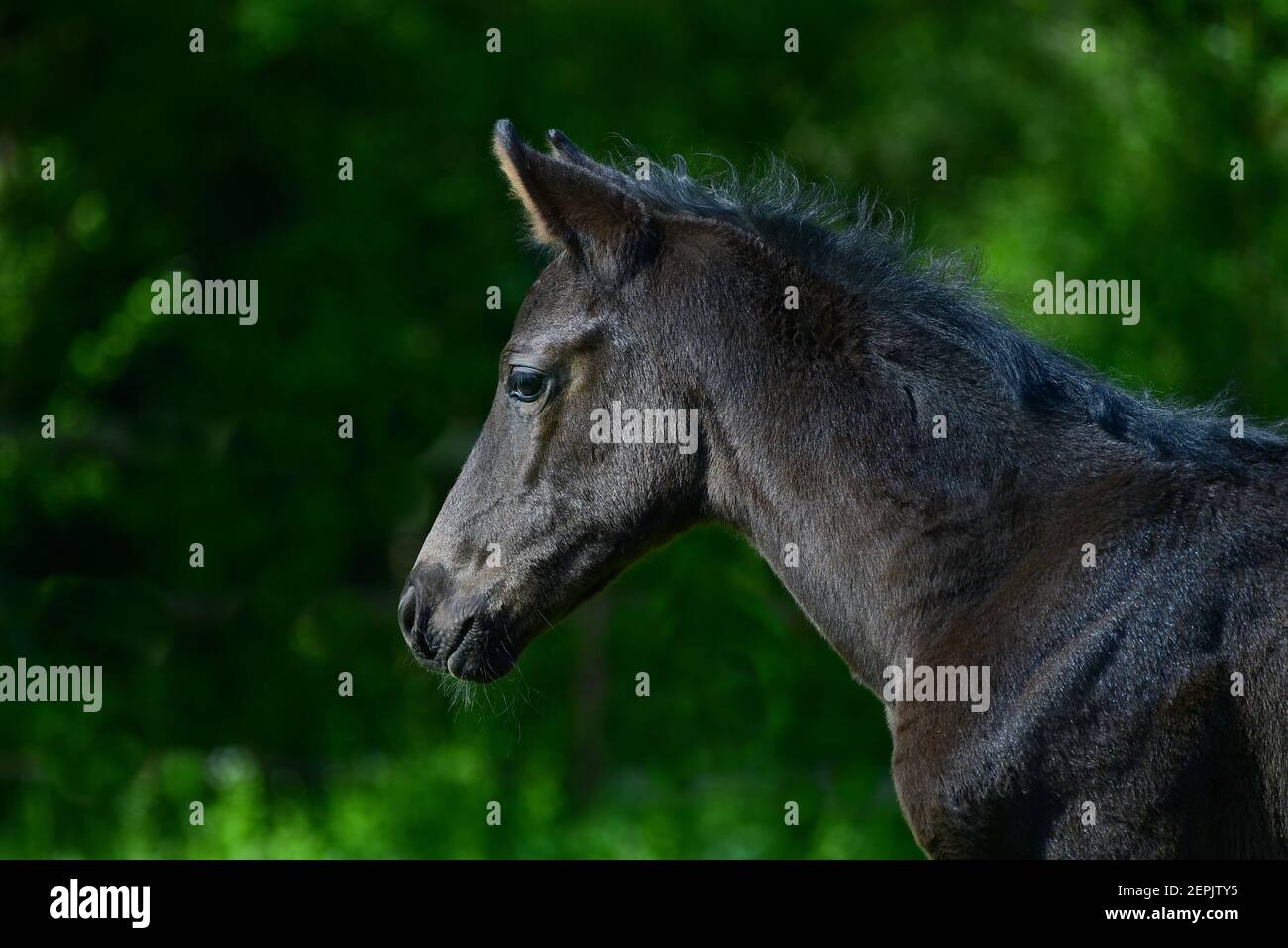 Porträt eines niedlichen jungen schwarzen Warmblutfohlen mit grünem Hintergrund. Stockfoto