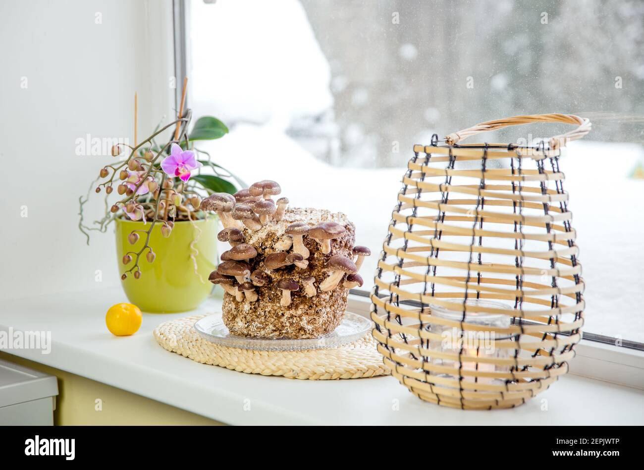 Shiitake Pilze, Lentinula edodes Anbaukit in der Wohnküche auf Fensterbank, Fungikultur. Spaß Hobby Anbau von Lebensmitteln in zu Hause. Stockfoto