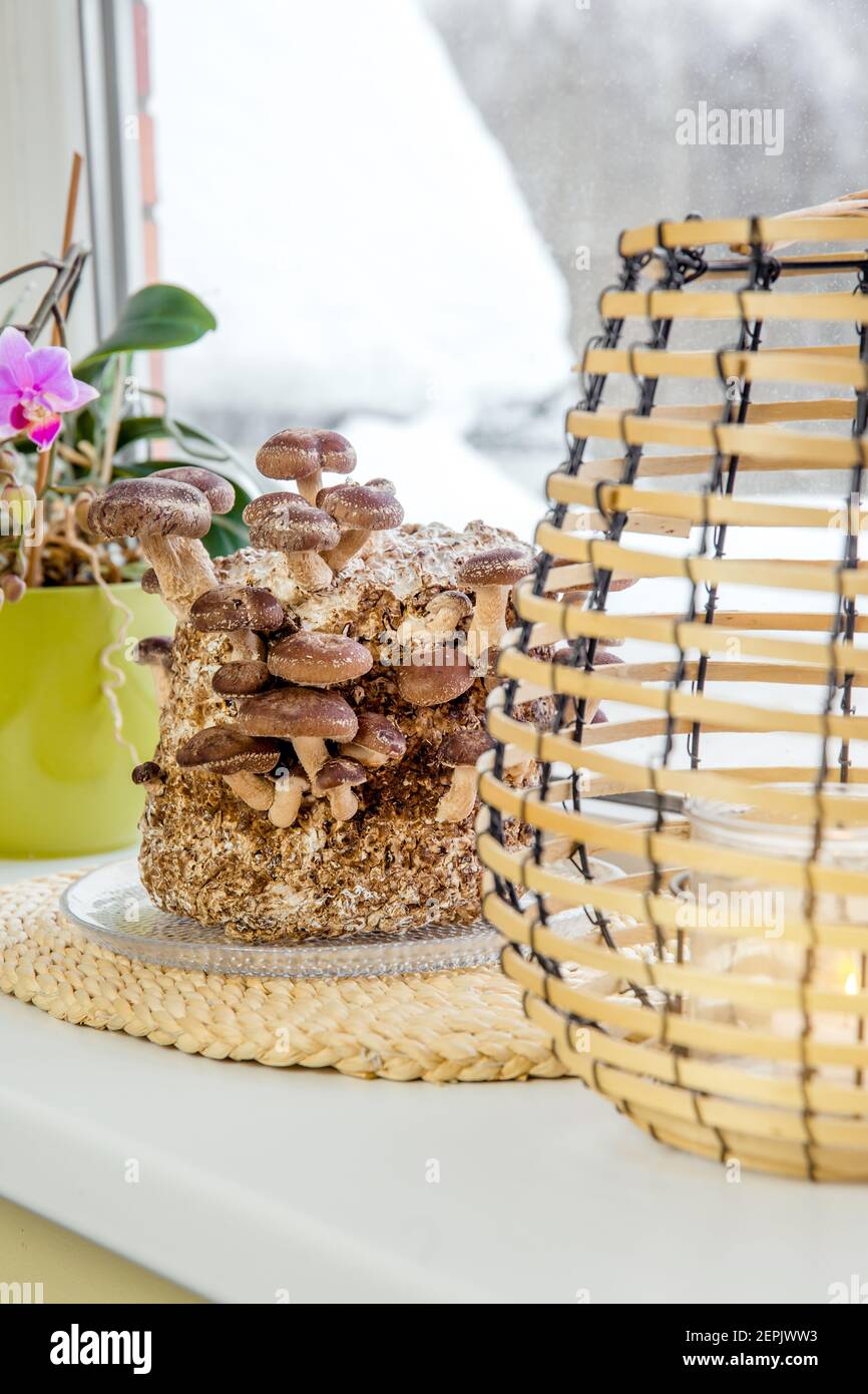 Shiitake Pilze, Lentinula edodes Anbaukit in der Wohnküche auf Fensterbank, Fungikultur. Spaß Hobby Anbau von Lebensmitteln in zu Hause. Stockfoto