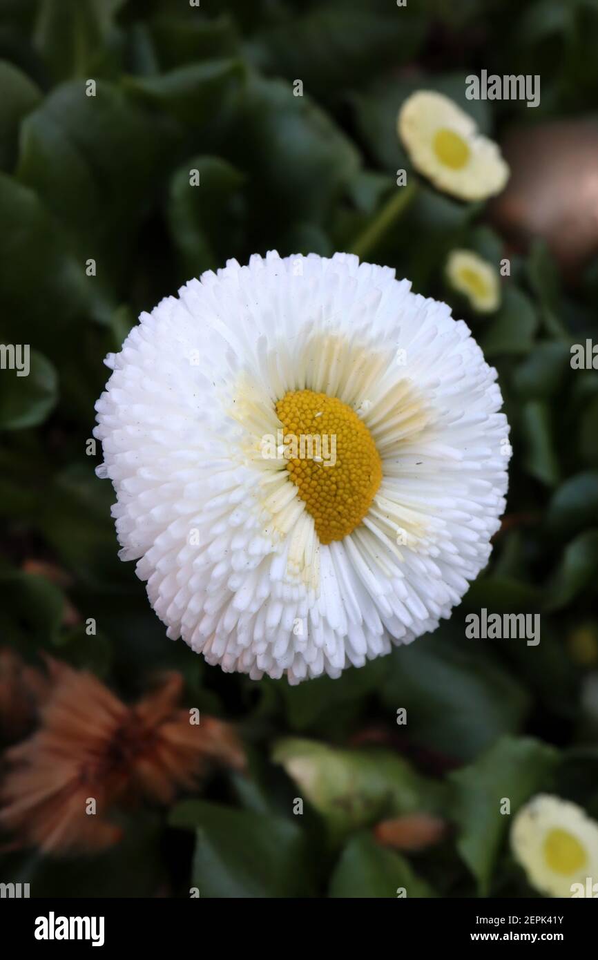 Bellis perennis „Bellissima White“, weiß, Bellis – weiße Blüten mit dicht gefrästen Blütenblättern, Februar, England, Großbritannien Stockfoto