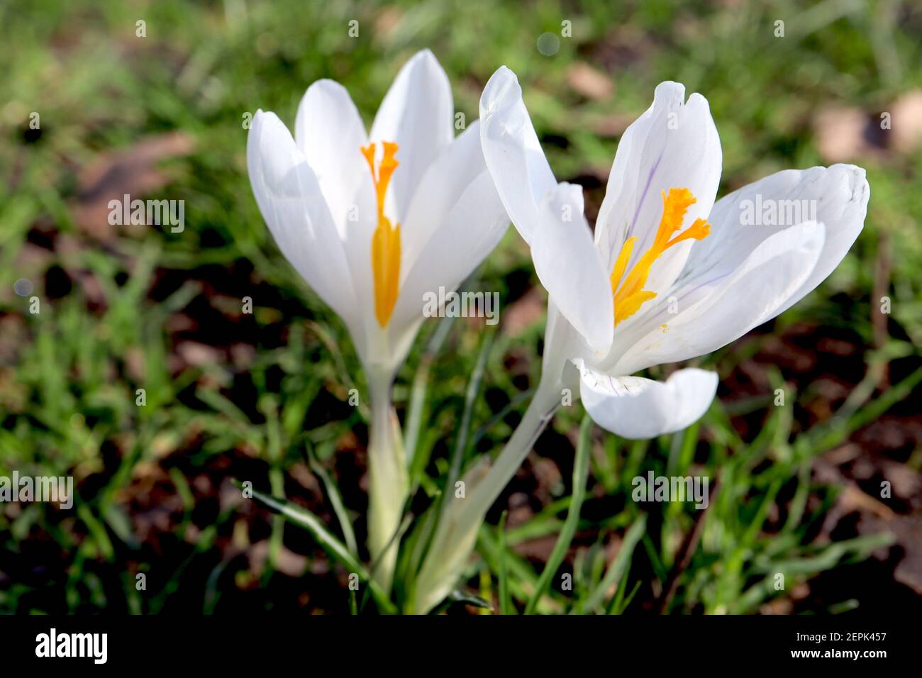 Crocus vernus ‘Jeanne d’Arc’ Crocus Joan of Arc – große, reinweiße, schalenförmige Blume, Februar, England, Großbritannien Stockfoto