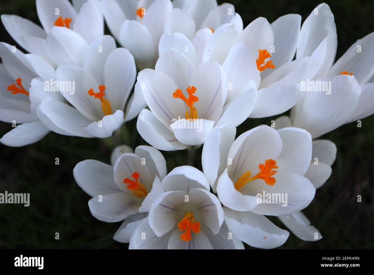 Crocus vernus ‘Jeanne d’Arc’ Crocus Joan of Arc – große, reinweiße, schalenförmige Blume, Februar, England, Großbritannien Stockfoto