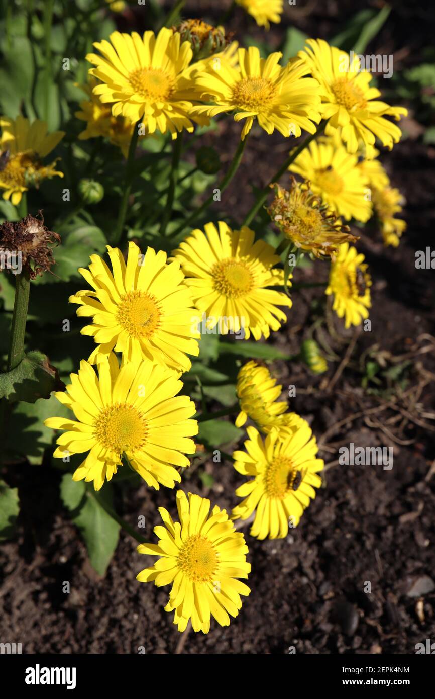 Doronicum grandiflorum Leopard’s bane – Gruppe von gelben Gänseblümchen-ähnlichen Blumen, Februar, England, Großbritannien Stockfoto