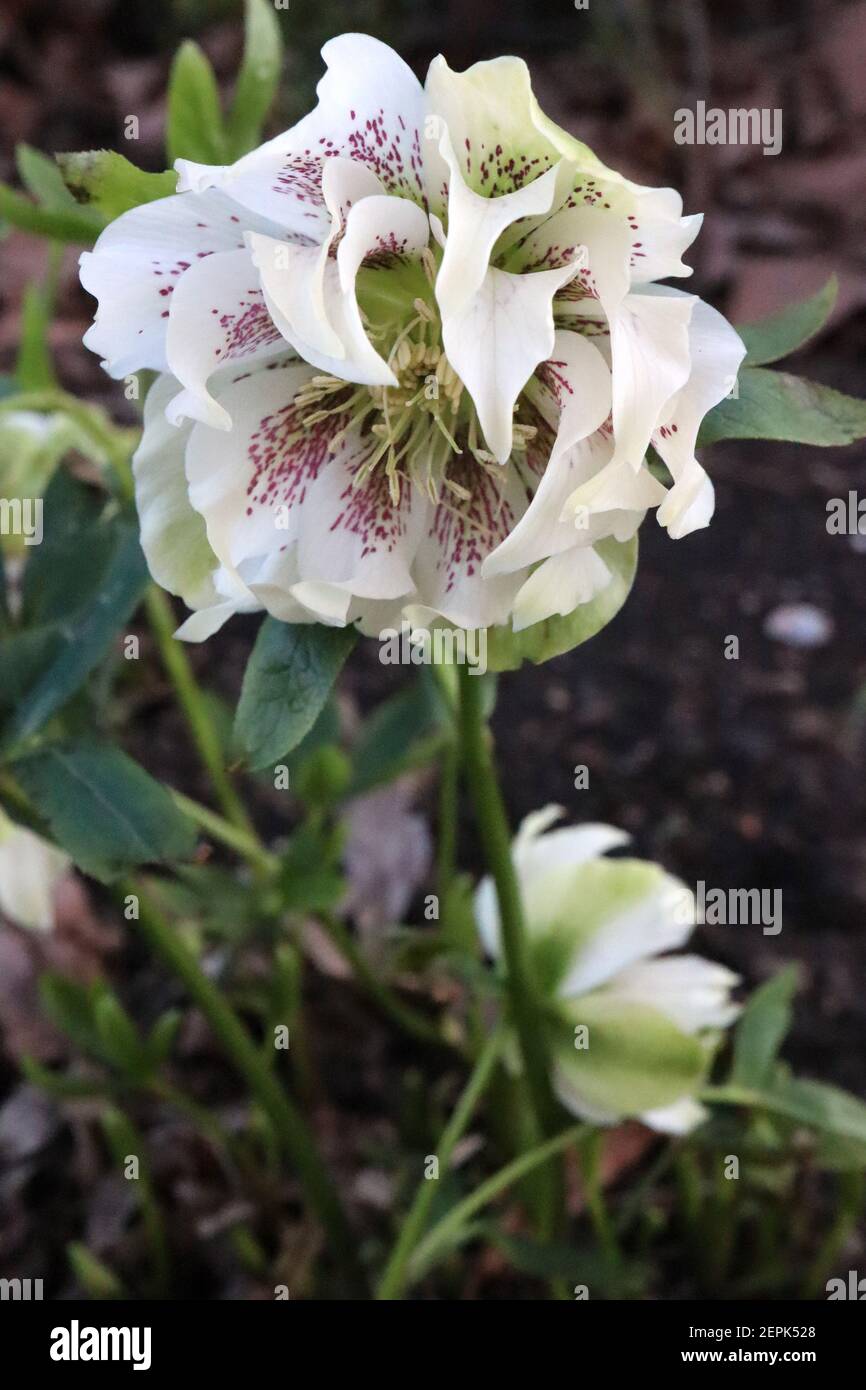 Helleborus x hybridus Harwington Double White gesprenkelt Hellebore Double White gesprenkelt – doppelte weiße Blüten mit violetten Sommersprossen, blassgrünen Reflexen, Stockfoto