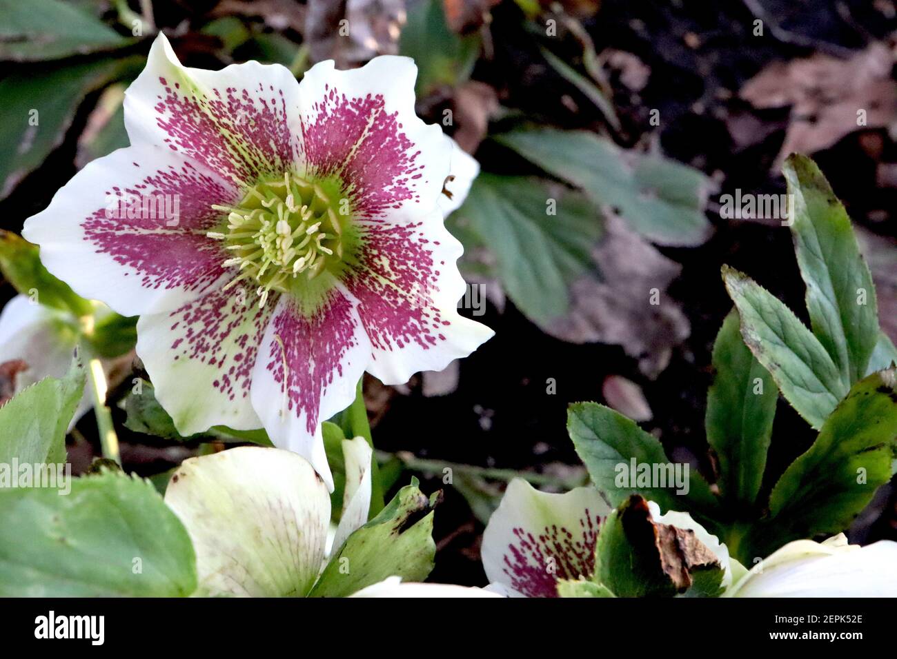 Helleborus x hybridus ‘White Lady Spotted’ Hellebore White Lady Spotted – weiße Blüten mit violettem Fleck, Februar, England, Großbritannien Stockfoto