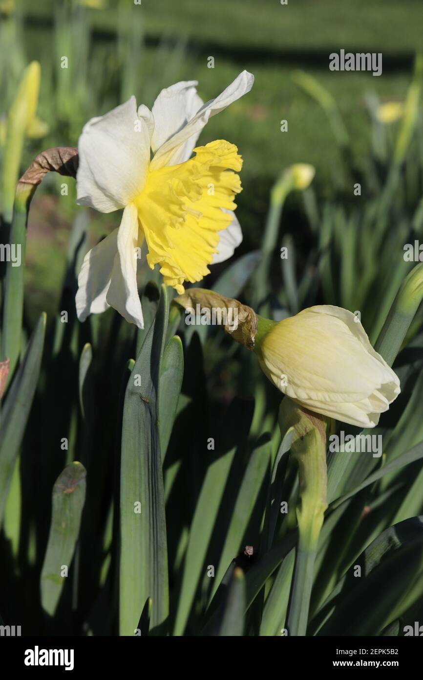 Narcissus ‘Ice Follies’ Division 2 großschalige Narzissen-Narzissen mit zitronengelben Blütenblättern und goldgelber Trompete, Februar, England, Großbritannien Stockfoto