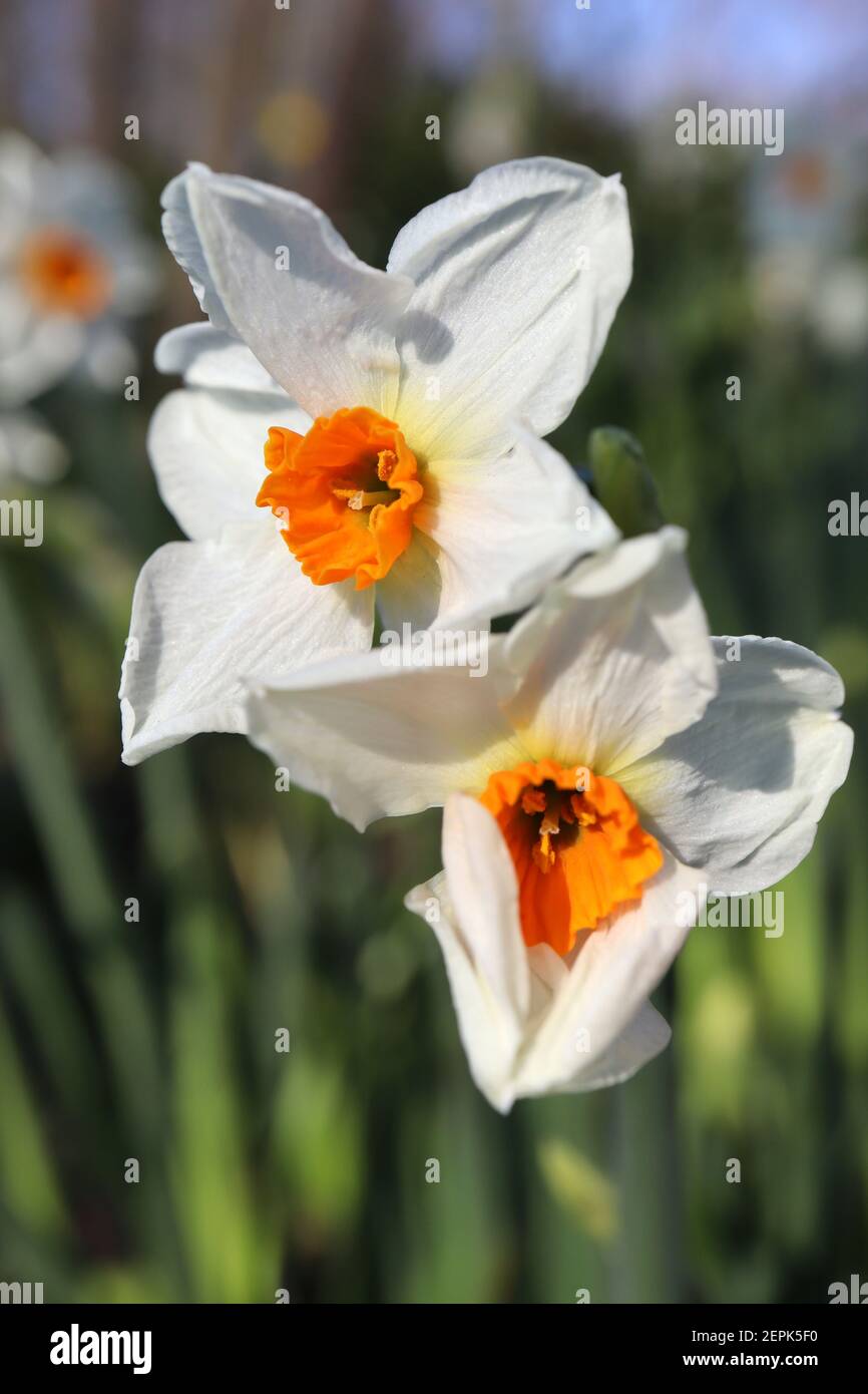 Narcissus ‘Cragford’ / Daffodil Cragford Division 8 Tazetta Daffodils Mehrköpfige, stark duftende Narzissen mit orangefarbenem Becher, Februar, England, Großbritannien Stockfoto