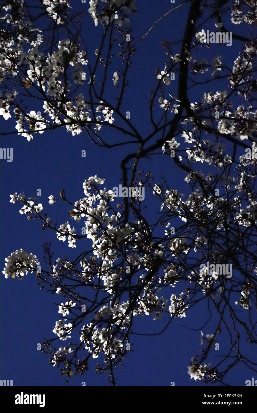 Prunus cerasifera Kirschpflaume – kleine weiße schalenförmige Blüten mit vielen Staubgefäßen, roten Stielen, grünen bis braunen Blättern in der Nacht, Februar, England, Großbritannien Stockfoto