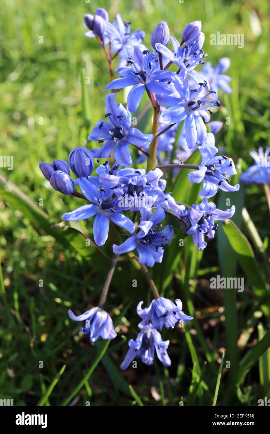 Scilla bifolia Alpine Squill – mittelblaue glockenförmige Blüten mit violetten Adern, Februar, England, Großbritannien Stockfoto