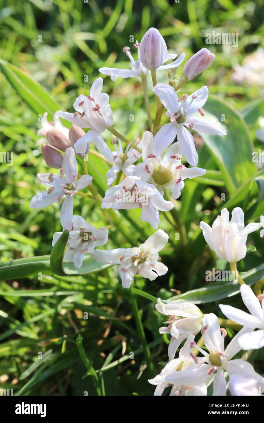 Scilla siberica ‘Alba’ Siberian Squill Alba – White Squill Februar, England, Großbritannien Stockfoto