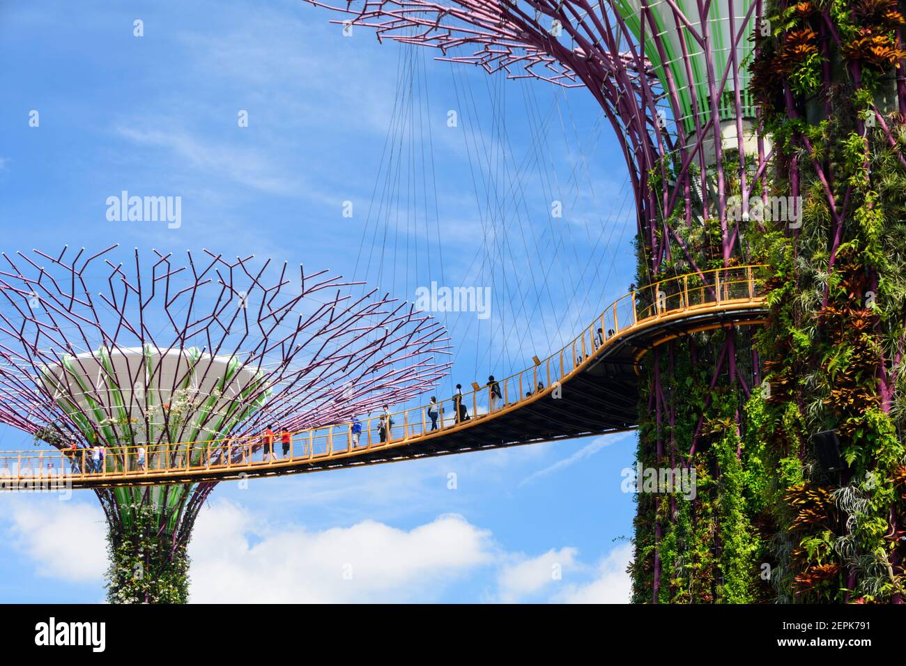 Der Super Tree Grove in den Gardens of the Bay in Singapur. Stockfoto