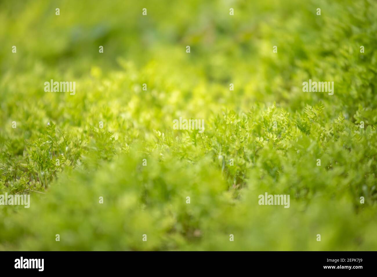 Junge grüne Sprossen von Pflanzen im Frühjahr werden von Sonnenstrahlen beleuchtet. Konzept der Landwirtschaft und nachhaltiges Pflanzenwachstum. Weichfokus. Art Noise Stockfoto