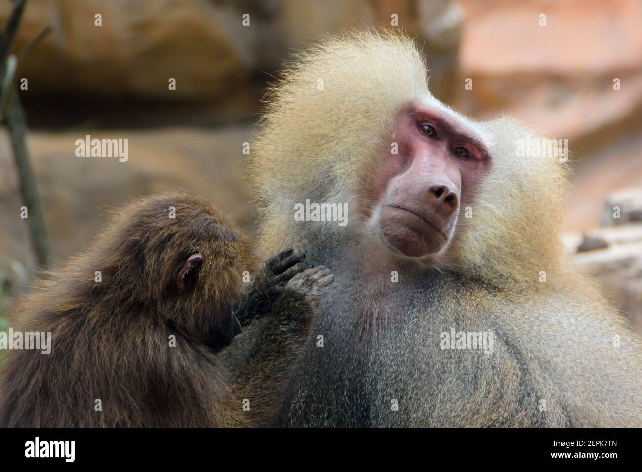 Pflege von Hamadryas Paviane (Papio hamadryas) im Zoo von Singapur Stockfoto