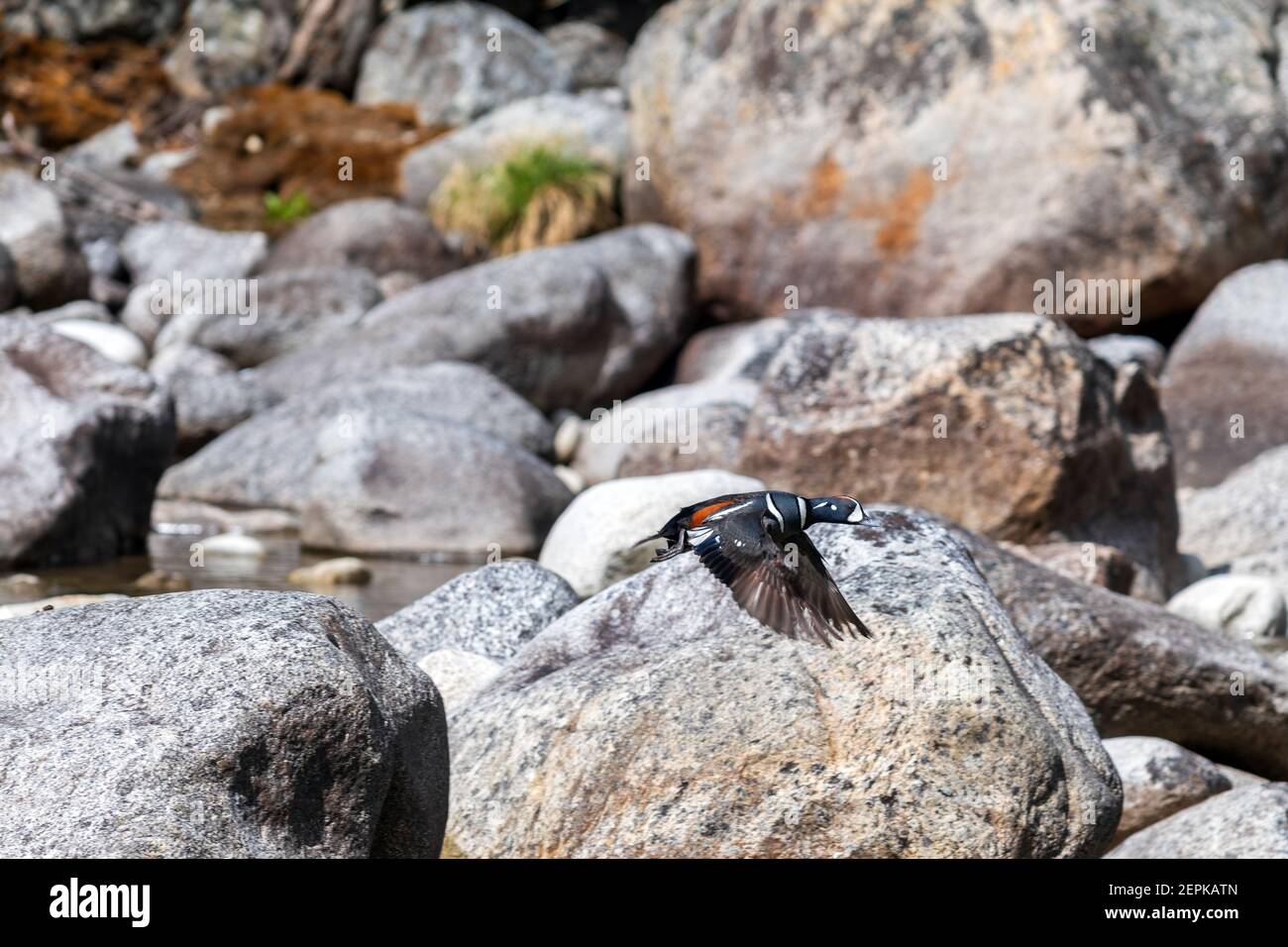 Eine Harlekin-Ente im Flug entlang des Stein River in British Columbia, Kanada Stockfoto