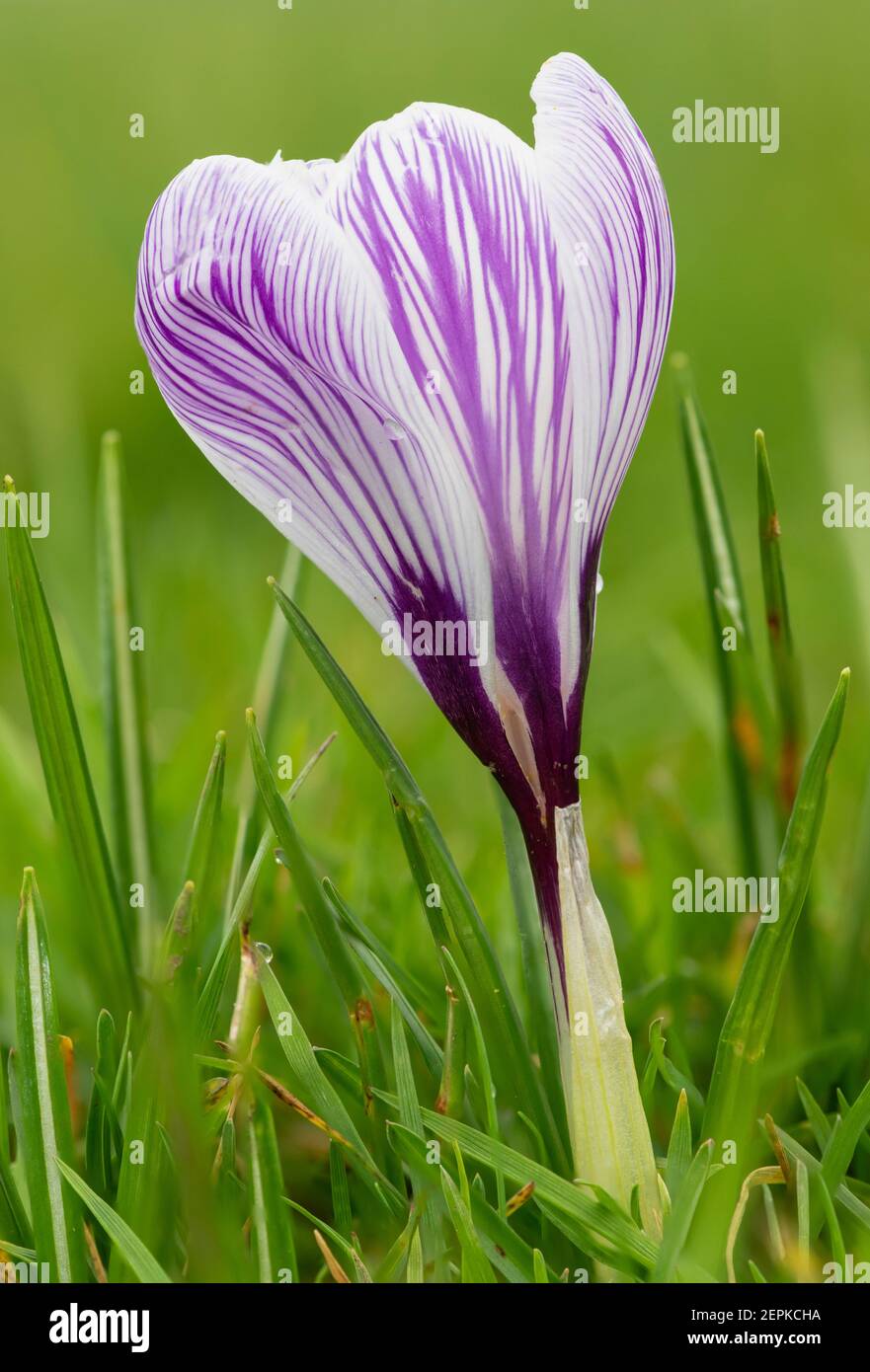 Nahaufnahme eines violett-weiß gestreiften Frühlingskrokus (crocus vernus) blüht Stockfoto