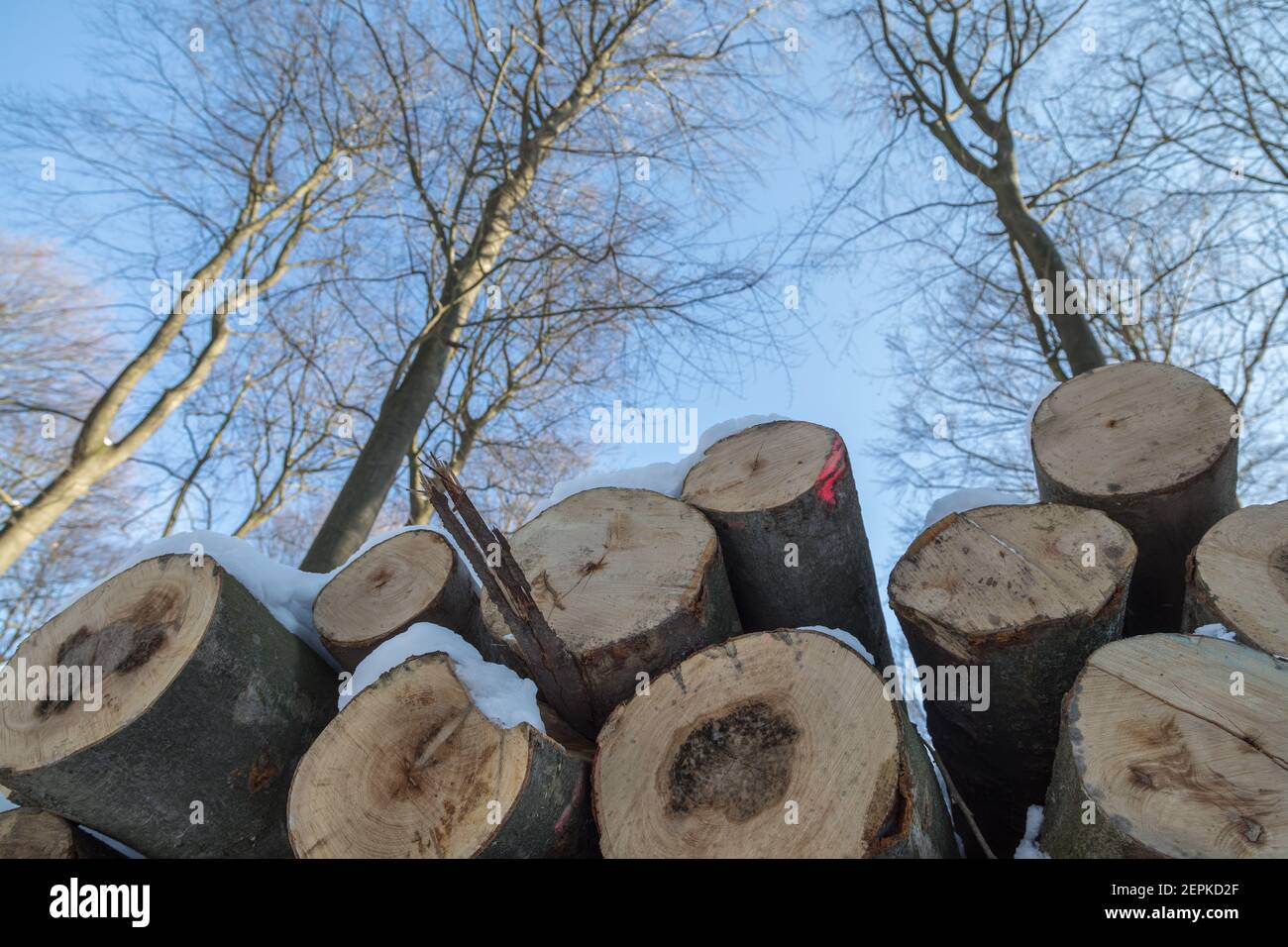 Gestapelte Stämme im winterlichen Buchenwald Stockfoto