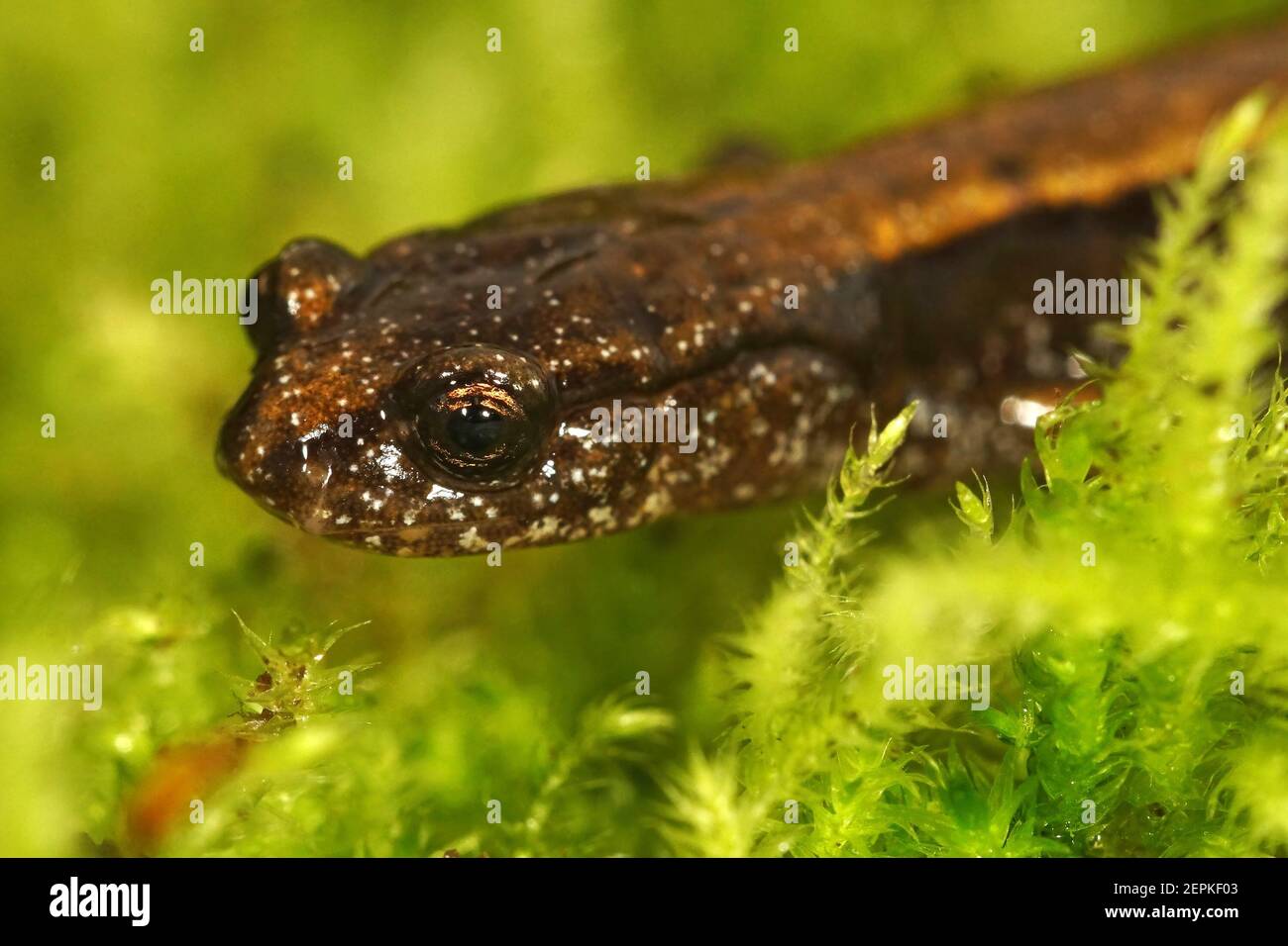 Frontale Nahaufnahme des Kopfes eines untererwachsenen Dunn-Salamanders, Plethodon dunni in Oregon Stockfoto