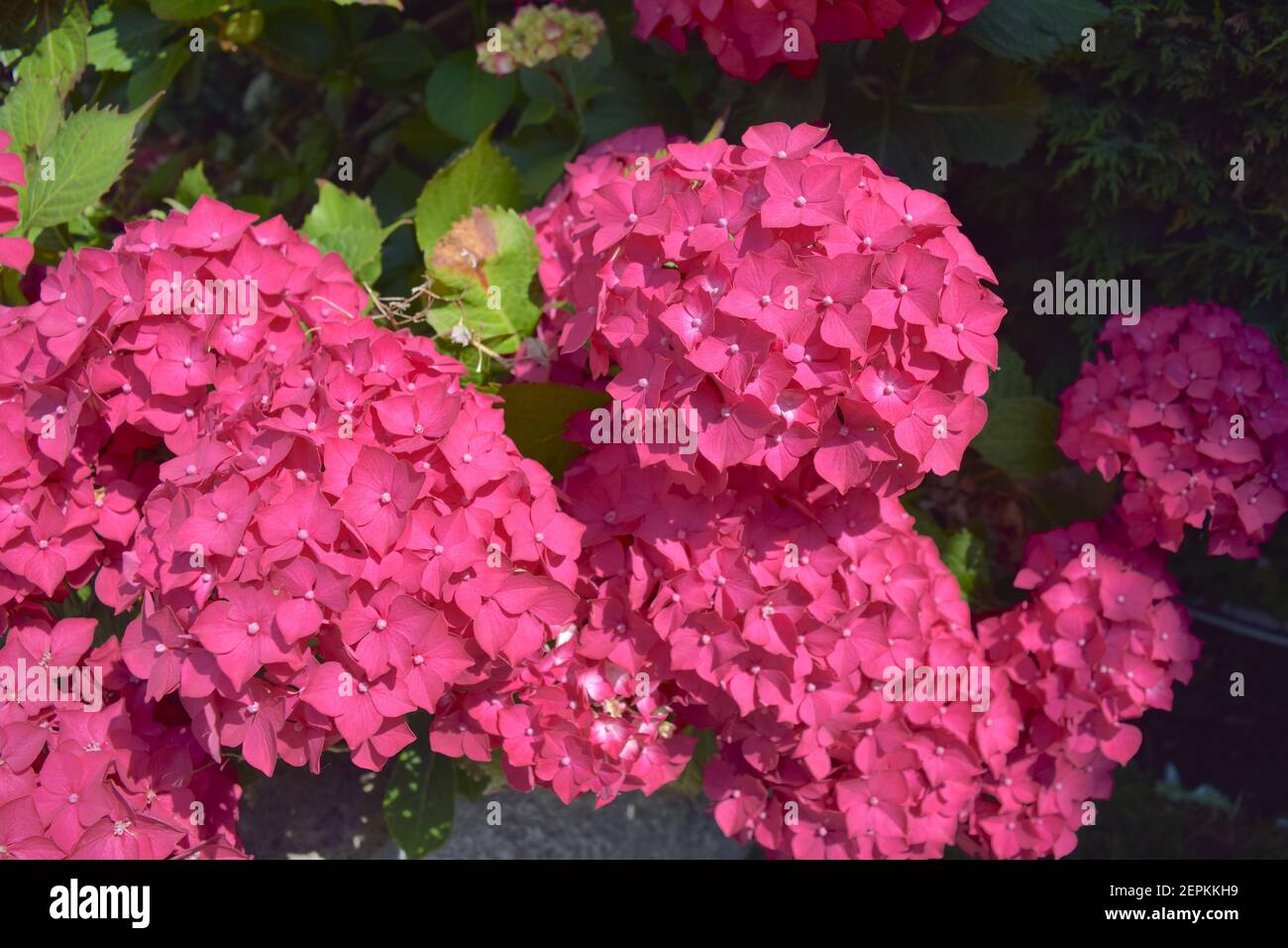 Helle Hortensienblüten im sonnendurchfluteten Garten. Stockfoto