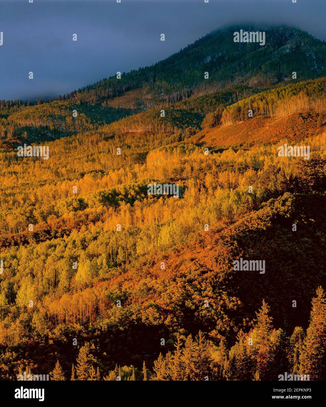 Letztes Licht, cimmaron Ridge, Uncompahgre National Forest, Colorado Stockfoto
