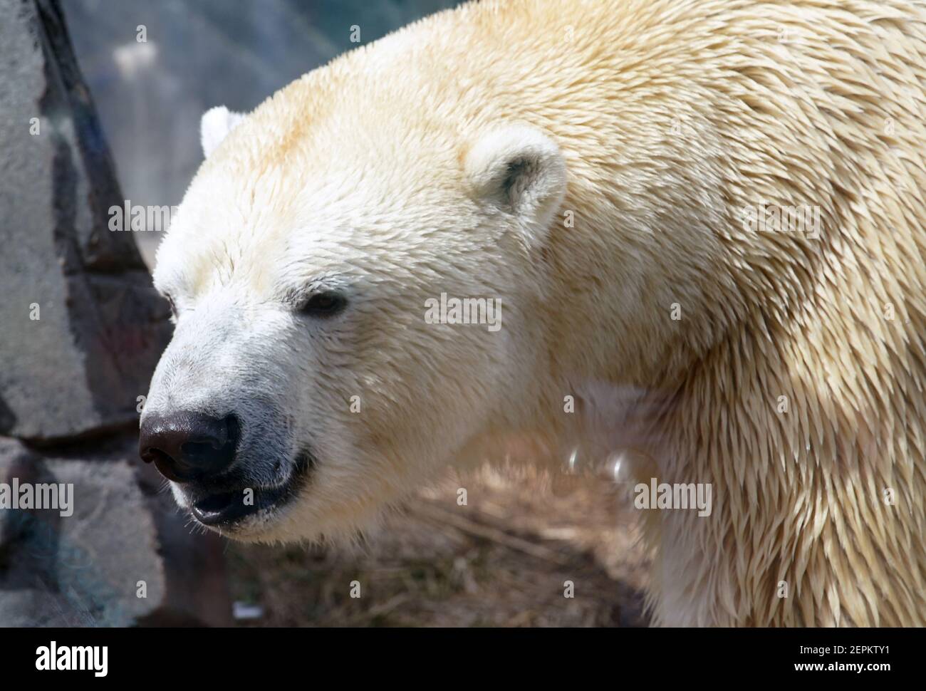 St. Louis, Usa. Februar 2021, 27th. Kali, der Eisbär, kommt aus seiner Höhle, um die Menschenmassen zu sehen, am Internationalen Eisbärtag im Saint Louis Zoo in St. Louis am Samstag, 27. Februar 2021. Kali wurde 2013 an der Nordwestküste Alaskas geboren. Der Internationale Eisbärtag sensibilisiert die Eisbären und die Möglichkeiten, den CO2-Fußabdruck zu verringern. Foto von Bill Greenblatt/UPI Kredit: UPI/Alamy Live News Stockfoto