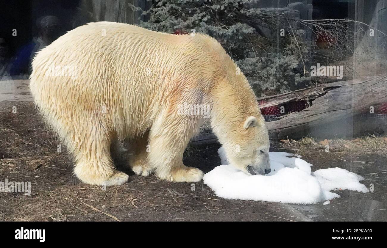 St. Louis, Usa. Februar 2021, 27th. Kali, der Eisbär, sucht am Internationalen Eisbärtag am Samstag, den 27. Februar 2021, im Zoo von Saint Louis in St. Louis nach Nahrung. Kali wurde 2013 an der Nordwestküste Alaskas geboren. Der Internationale Eisbärtag sensibilisiert die Eisbären und die Möglichkeiten, den CO2-Fußabdruck zu verringern. Foto von Bill Greenblatt/UPI Kredit: UPI/Alamy Live News Stockfoto