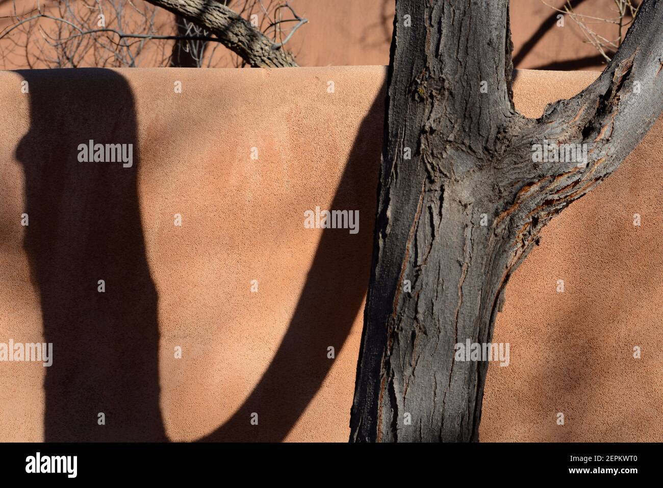 Ein Baum wirft einen Schatten auf eine lehmwand in Santa Fe, New Mexico. Stockfoto