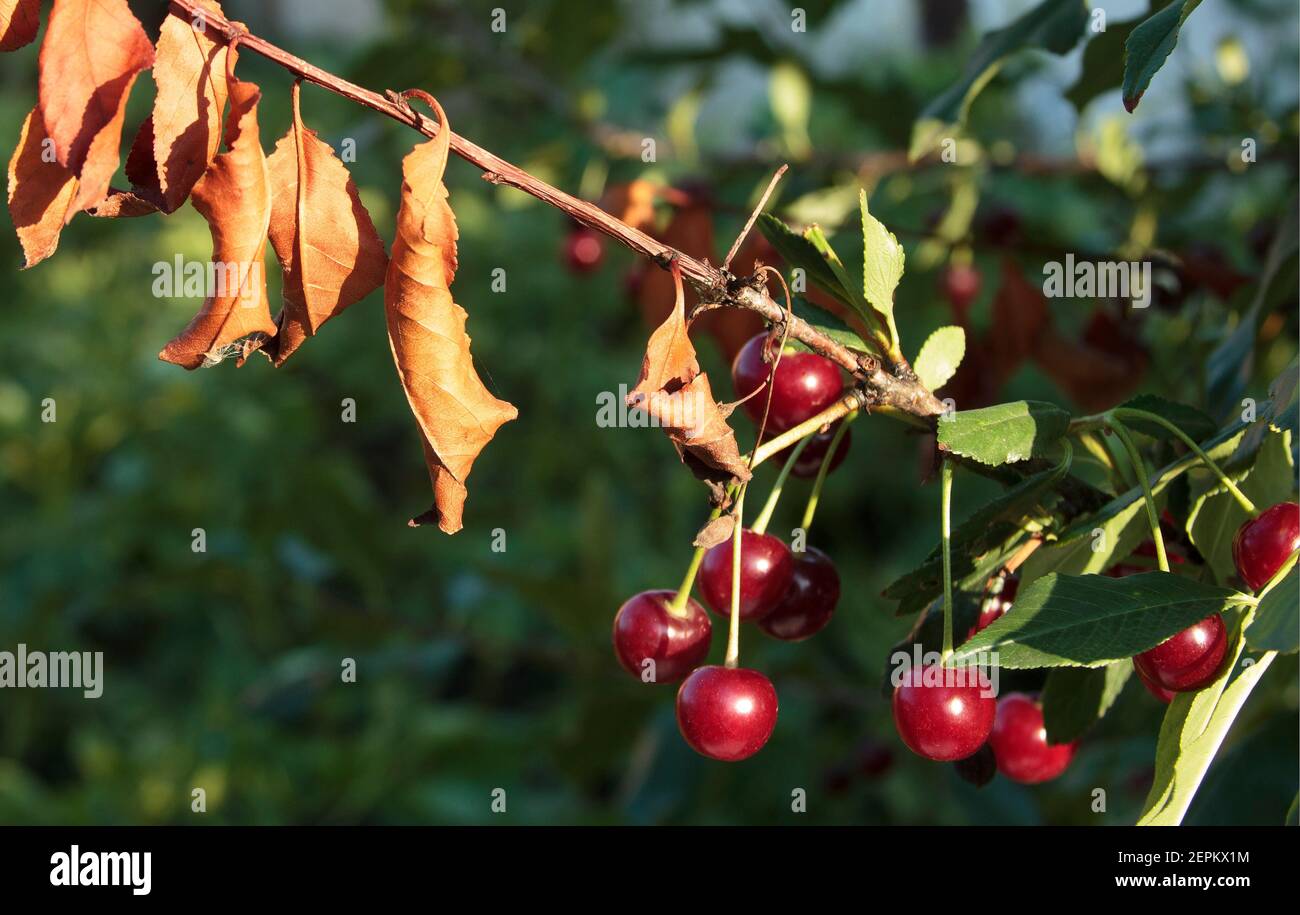 Kirschbaumkrankheiten. Kirschblatt Scorch. Erwinia amylovora. Gefährliche Bakterien befallen Blätter. Probleme mit dem Obstgarten. Fehler beim Zuschneiden Stockfoto