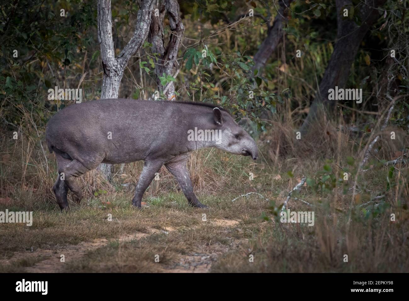 Südamerikanische Tapir auf Fazenda Barranco Alto, Mato Grosso do Sul, Brasilien. Stockfoto