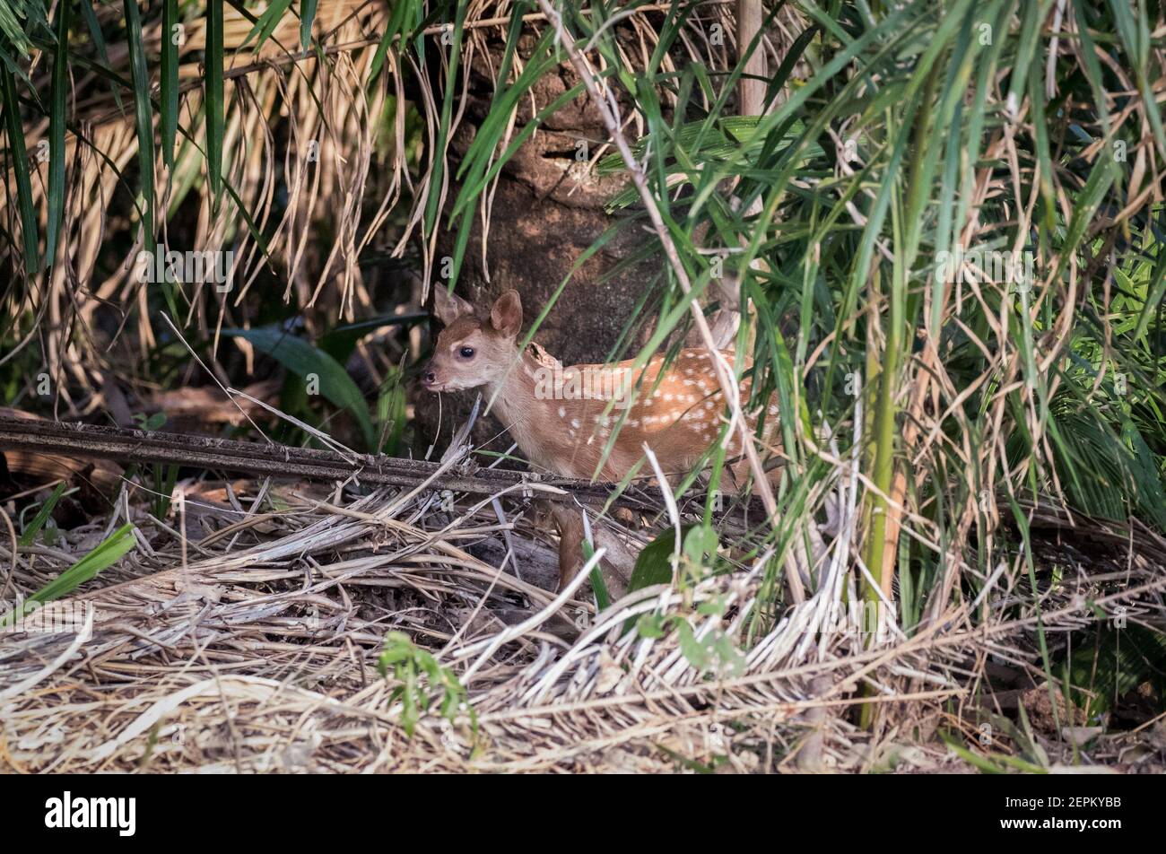 Pampas Hirsch fotografiert in Fazenda Barranco Alto, Brasilien. Stockfoto