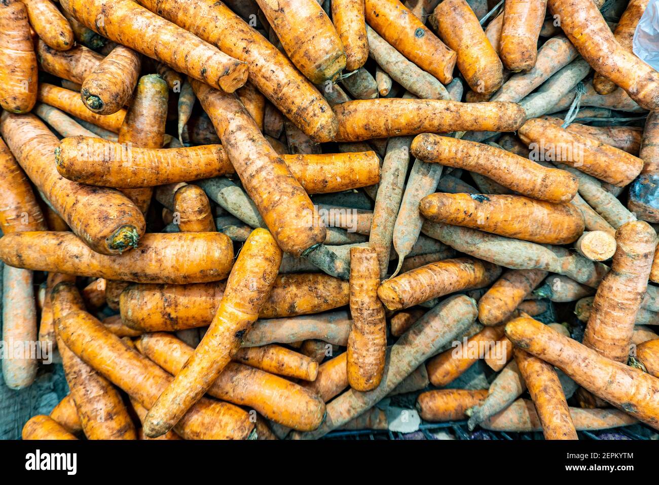 Frische Karotten auf der Theke eines Lebensmittelladens im Supermarkt. Schmutzige Karotten im Laden. Karotten im Regal des Supermarkts. Konzept der gesunden Ernährung Stockfoto