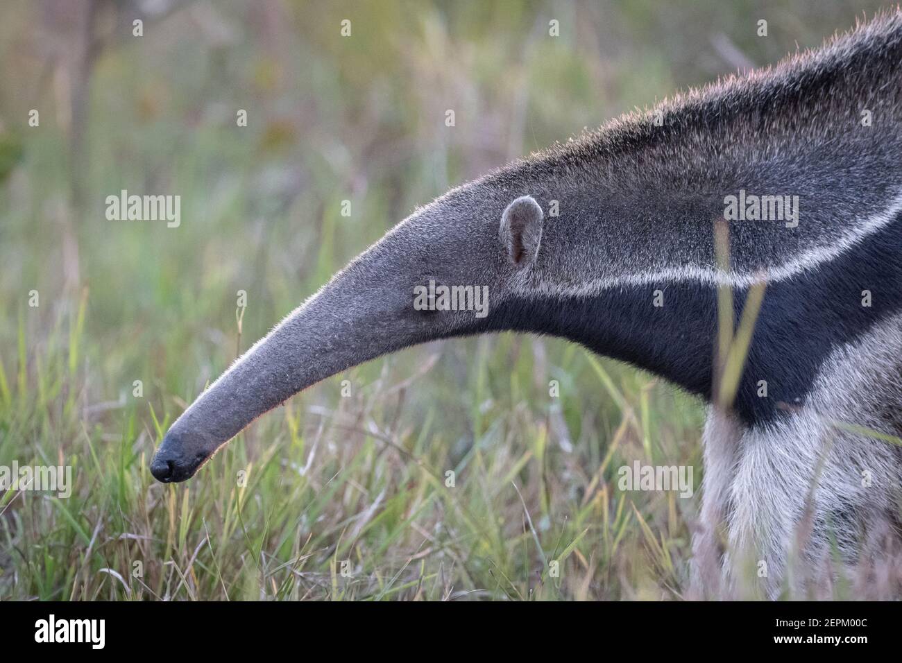 Riesenanteater auf Fazenda Barranco Alto, Mato Grosso do Sul, Brasilien Stockfoto