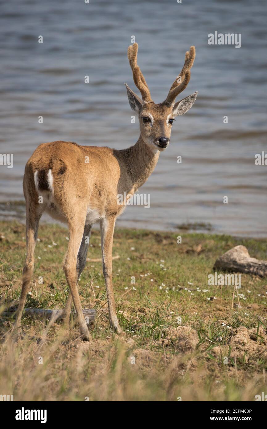 Pampas Hirsch fotografiert in Fazenda Barranco Alto, Brasilien. Stockfoto