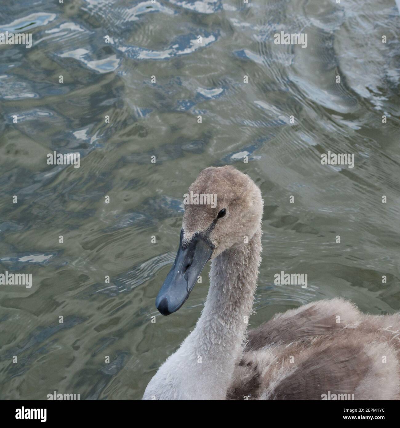 Der flauschige graue Kopf und der Hals eines stummen Schwans (Cygnus olor), schwimmend auf dem welligen Wasser Stockfoto