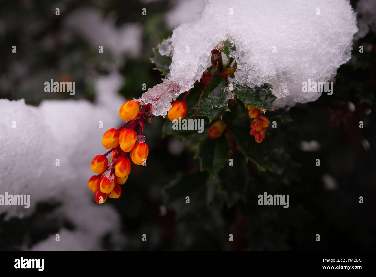 Nahaufnahme von einigen orangen Blüten in Zweig mit Schnee bedeckt Stockfoto