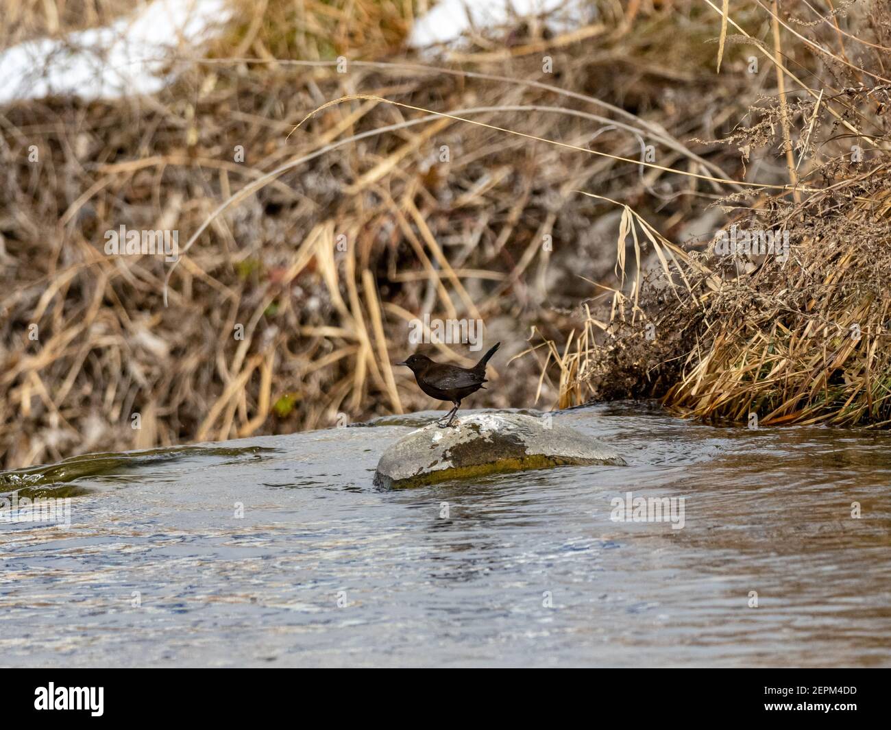 Ein brauner Wassertauchmann, Cinclus pallasii, hält auf einem Felsen am Fluss Yomase in Yamanouchi, Präfektur Nagano, Japan. Stockfoto