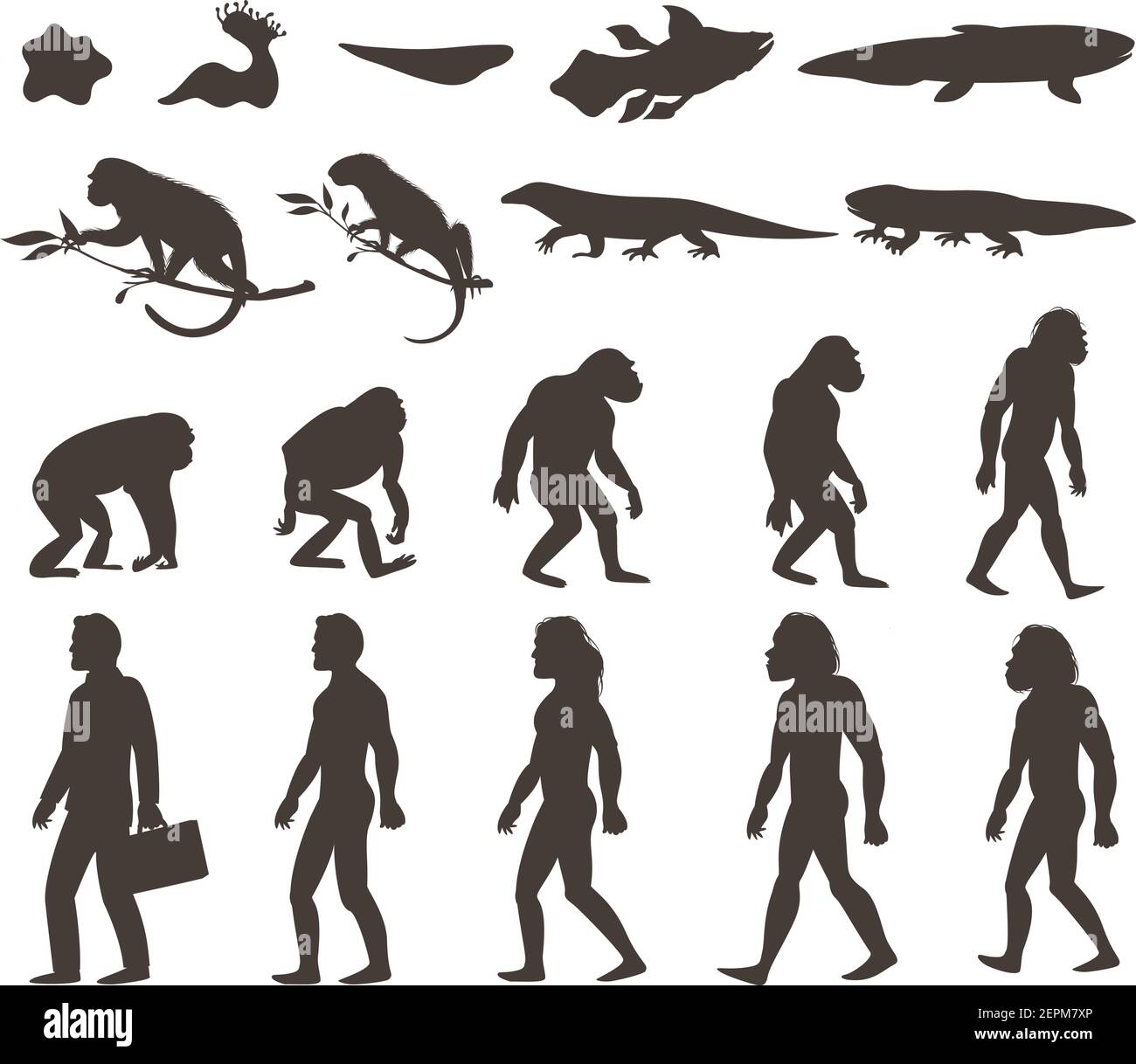 Menschliche Evolution darwin Theorie Satz von Silhouetten von Amphibien, Reptilien, Primaten und moderne Person isoliert Vektor Illustration Stock Vektor